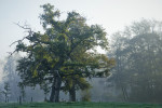 Eeuwen oude eik (Foto: Rob van 't Zand)